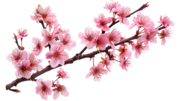Cherry blossom branch flower isolate on transparency background png