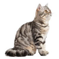 American Shorthairs cat pet full body isolate on transparency background png