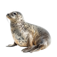 Seal side view full body isolate on transparency background png