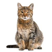 Wild cat front view full body isolate on transparency background png