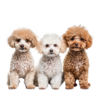 Poodles full body isolate on transparency background png