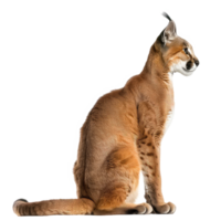 Caracal side view full body isolate on transparency background png