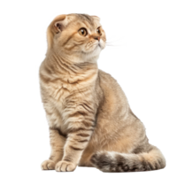Scottish Folds cat side view full body isolate on transparency background png