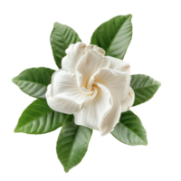 Gardenia flower front view full length isolate on transparency background png
