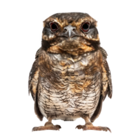 Nightjar bird front view full body isolate on transparency background png