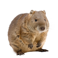 Wombat full body isolate on transparency background png