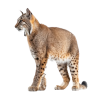 Wild cat side view full body isolate on transparency