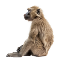 Baboon side view full body isolate on transparency background png