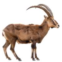 Ibex side view full body isolate on transparency background png