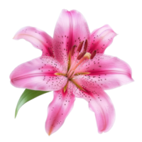 Lily flower isolate on transparency background png