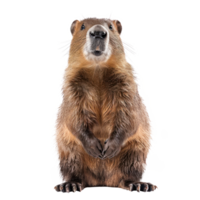 Beaver full body isolate on transparency background png