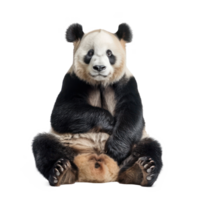 Giant Panda front view full body isolate on transparency background png