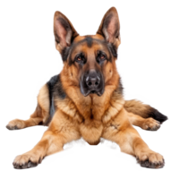 German Shepherds full body isolate on transparency background png