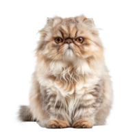 Persians pet front view full body isolate on transparency background png