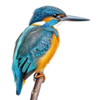 Kingfisher side view full body isolate on transparency background png