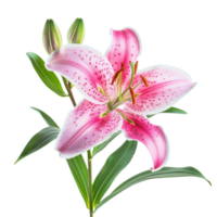 Lily flower isolate on transparency background png