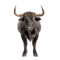 Bull front view full body isolate on transparency background png