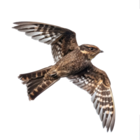 Nightjar bird fly full body isolate on transparency background png