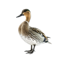 Northern pintail bird front view full body isolate on transparency background png