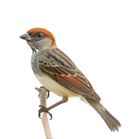 Passerine side view full body isolate on transparency background png