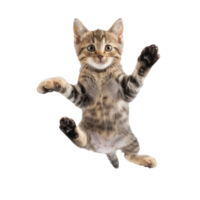 floating full body kitten isolate on transparency background png
