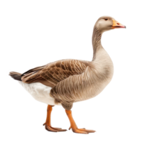 Goose front view full body isolate on transparency background png