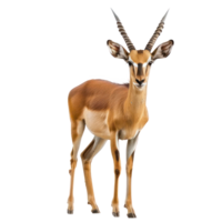 Antelope front view full body isolate on transparency background png
