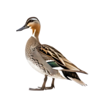 Northern pintail bird side view full body isolate on transparency background png