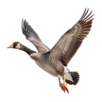 Goose fly full body isolate on transparency background png