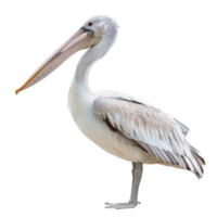 Pelican side view full body isolate on transparency background png