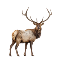Elk front view full body isolate on transparency background png