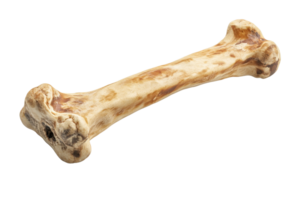 High-resolution image of a single bone against a transparent background. ideal for medical, educational, or pet-related projects and materials. png