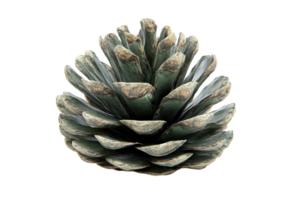 Close-up of a single pine cone on a transparent background. showcasing the natural patterns and texture of the pine cone's scales. png