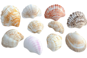 Colorful sea shells in various shades and patterns displayed on a transparent background. perfect for beach or marine-themed projects. png