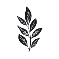 Elegant black leaf illustration, isolated on a transparent background, perfect for design and decoration projects. png