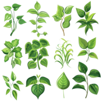 Illustrated collection of twelve different green plant leaves, showcasing a variety of botanical foliage types on a transparent background. png