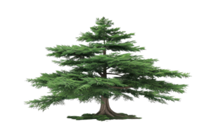 Beautiful isolated cedar tree with lush green foliage, perfect for nature-themed projects, backgrounds, and environmental visuals. png