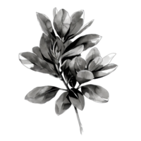 Black and white illustration of a detailed plant branch showcasing leaves with texture and shading for botanical art and design uses. png
