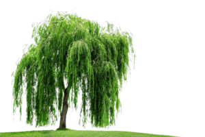 Beautiful, lush green weeping willow tree isolated on a transparent background. standing on a small patch of grass with cascading branches. png