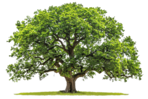 Beautiful lush green tree with widespread branches and dense foliage, isolated on a transparent background. perfect for nature and environmental projects. png