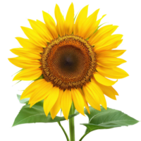 Bright yellow sunflower isolated on a transparent background. showcasing vibrant petals and a detailed center with green leaves. png