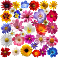 Bright and colorful collage of various vibrant flowers in full bloom, showcasing nature's diverse beauty and rich colors. png