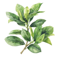 High-resolution image of a lush green leaf branch, perfect for natural and botanical themed projects and designs. png