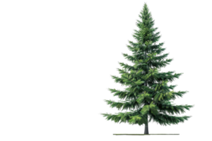 High-resolution image of a lush green pine tree, perfect for nature, holiday, or environmental themes in various projects. png