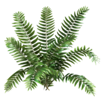 High-resolution image of a lush green tropical plant with detailed leaves, perfect for natural or botanical use. png