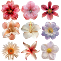 Beautiful collection of nine vibrant, realistic flowers in various colors and shapes perfect for design and nature inspired projects. png
