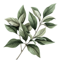 Close-up illustration of realistic green leaves with detailed textures and veins, perfect for natural and botanical design elements. png
