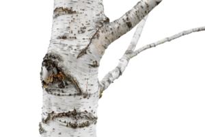 Close-up of a birch tree, showcasing the unique texture and pattern of its white bark, isolated on a transparent background. png