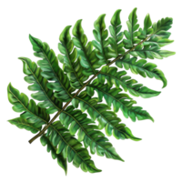 Close-up image of a lush green fern leaf, showcasing intricate patterns and vibrant colors, perfect for nature and botanical themes. png