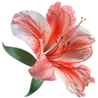 Close-up of a beautiful pink and white lily with green leaves, perfect for botanical art and floral design projects. png